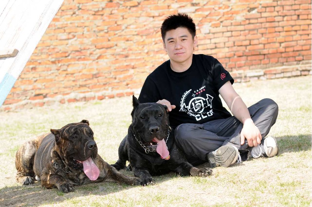 狗界“黑旋风”——加纳利犬的习性及养护知识