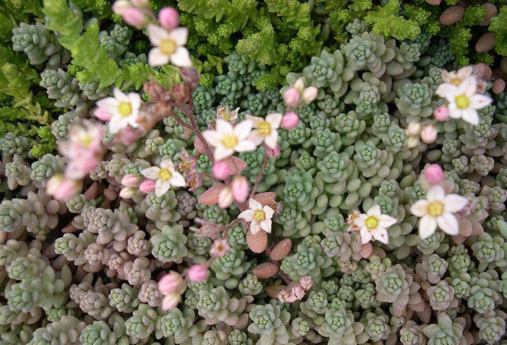 姬星美人 Sedum anglicum