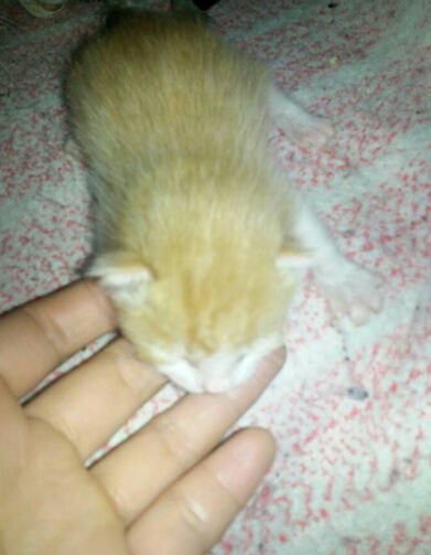 断奶猫咪如何喂食