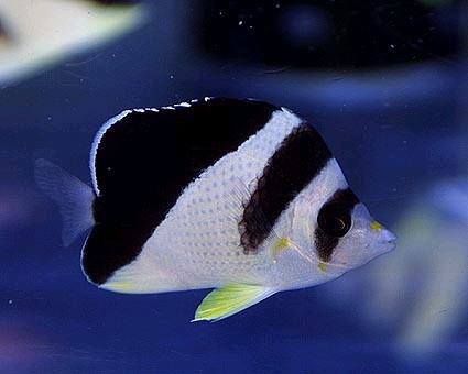 为海水缸降温的方法建议