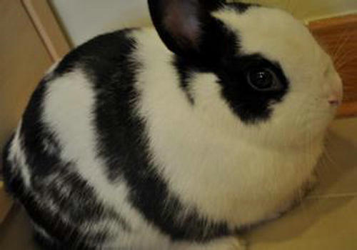 如何诊断兔子胃肠道停滞