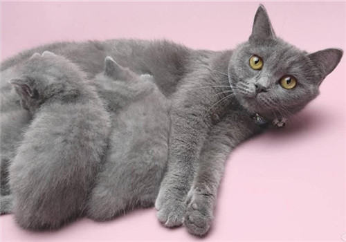 猫咪训练中常常会出现的错误观念