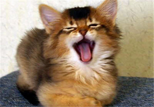 猫咪牙齿发臭怎么办？