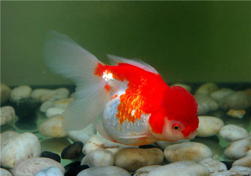 观赏鱼鱼鳔病的症状表现