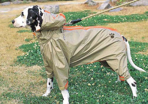 怎么为狗狗选择合适的雨衣
