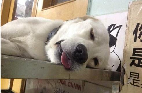 狗狗真菌感染皮肤病怎么治疗? 狗狗真菌感染皮肤病怎么治疗?