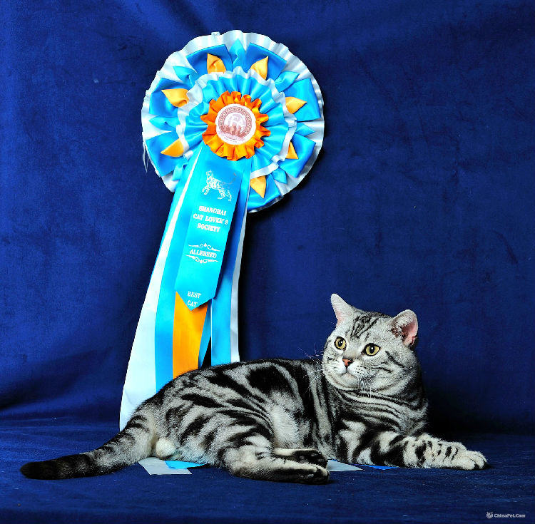 CFA猫协会比赛种各色奖条的含义