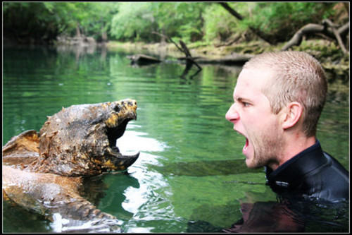 如何接触大鳄龟
