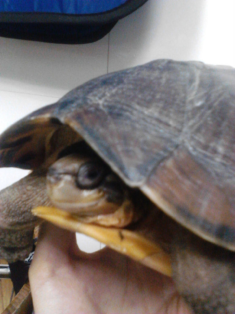 宠物龟胃肠炎的诊治 宠物龟胃肠炎的诊治