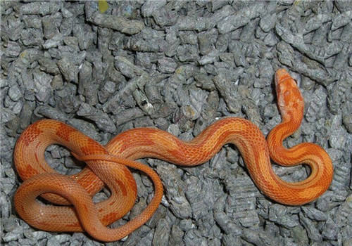 玉米蛇的生活环境