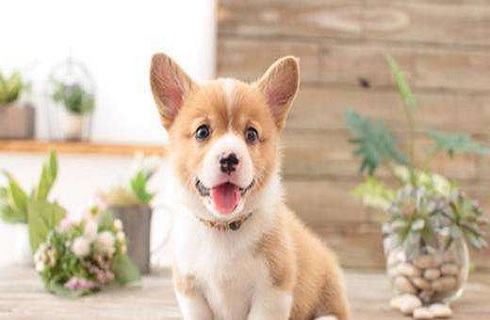 如何训练柯基长时间坐下？