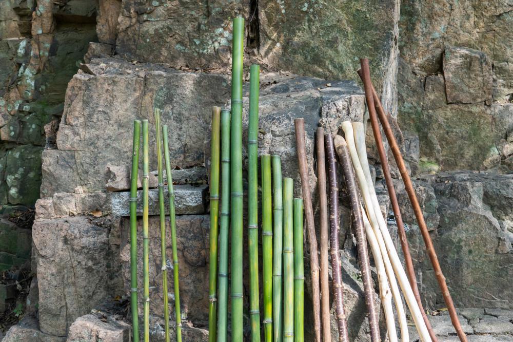 竹子在室内怎么种