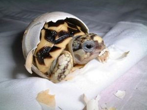 龟蛋的孵化技巧——忍