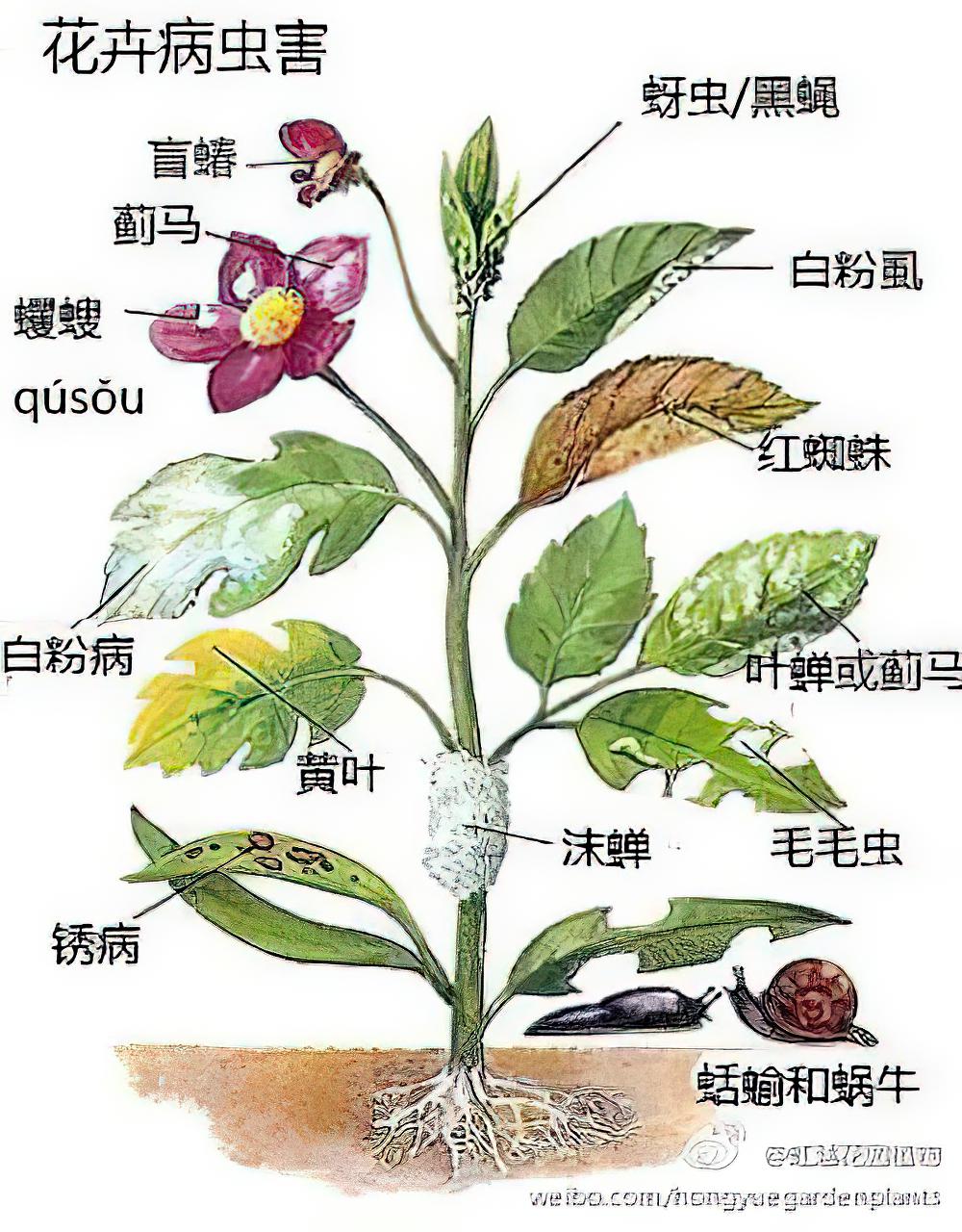 花卉病虫害图谱
