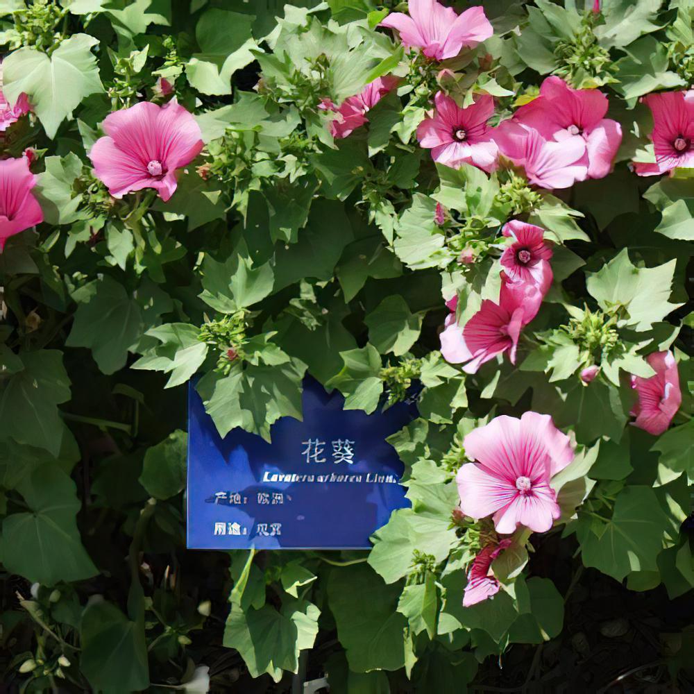 花葵怎么养