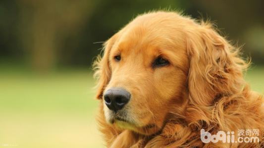 判断狗狗有没有吃饱的三个方法 判断狗狗有没有吃饱的三个方法