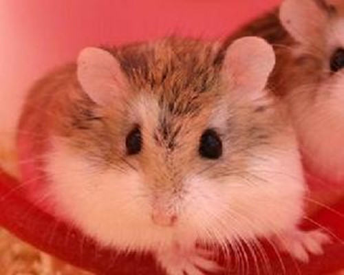 如何减少鞭炮对仓鼠的危害