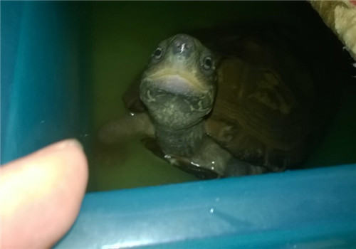 龟龟水中毒怎么办？