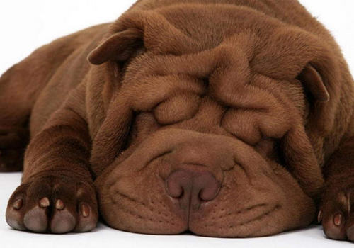 巴哥与沙皮狗的区别