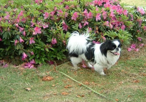 狗狗能不能看清颜色 狗狗能不能看清颜色