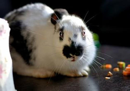 宠物兔不断流产的原因