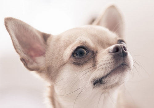 吉娃娃智商高不高 吉娃娃智商高不高