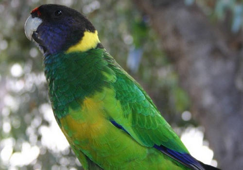 什么症状反应出鹦鹉可能有挟蛋症