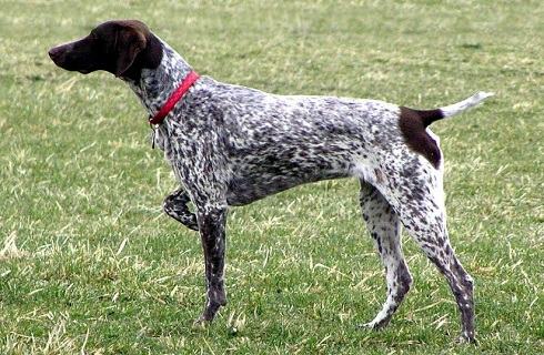 波音达猎犬的挑选标准是什么？