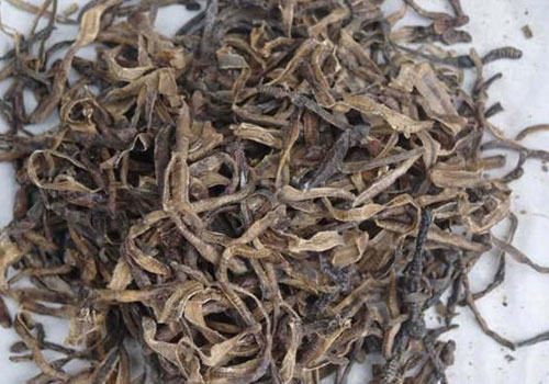 适宜猫咪的平肝明目药