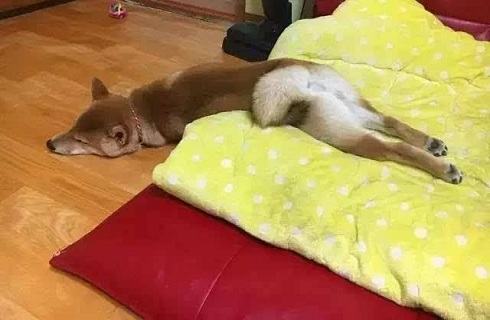 怎么判断狗狗是不是有膀胱结石？