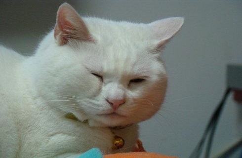 麒麟猫有哪些特征？麒麟猫介绍