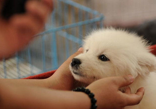 如何减少宠物托运意外事故发生？