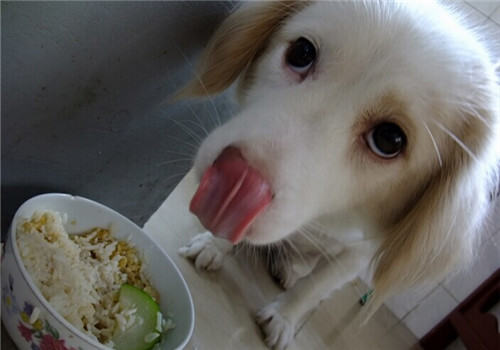 狗狗可以吃哪些蔬菜