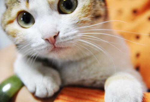 告诉你养猫的十个好处