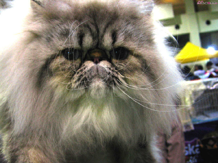 宠物猫与家人健康