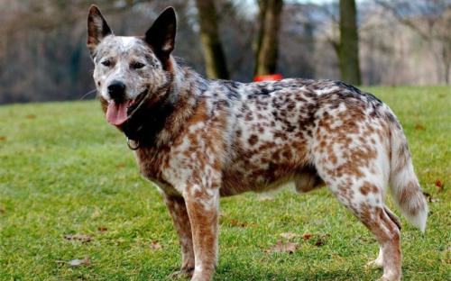 澳洲牧牛犬怎么没人养?澳洲牧牛犬优缺点