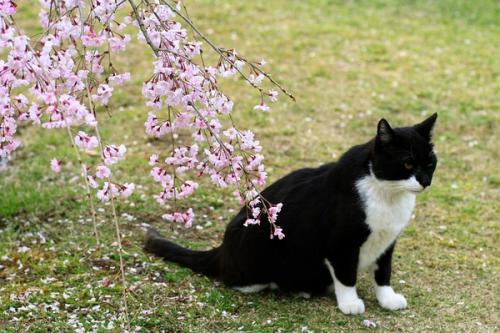 乌云踏雪猫怎么养？乌云踏雪猫介绍