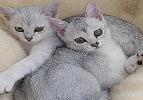 猫咪乳腺炎治疗案例