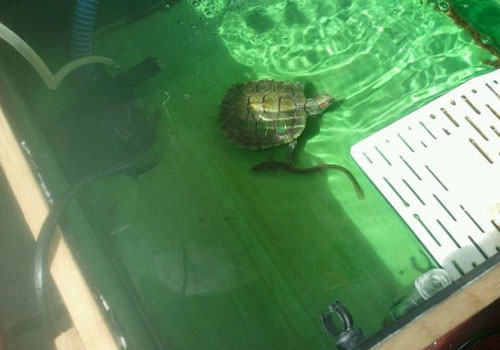 龟缸怎么除味？
