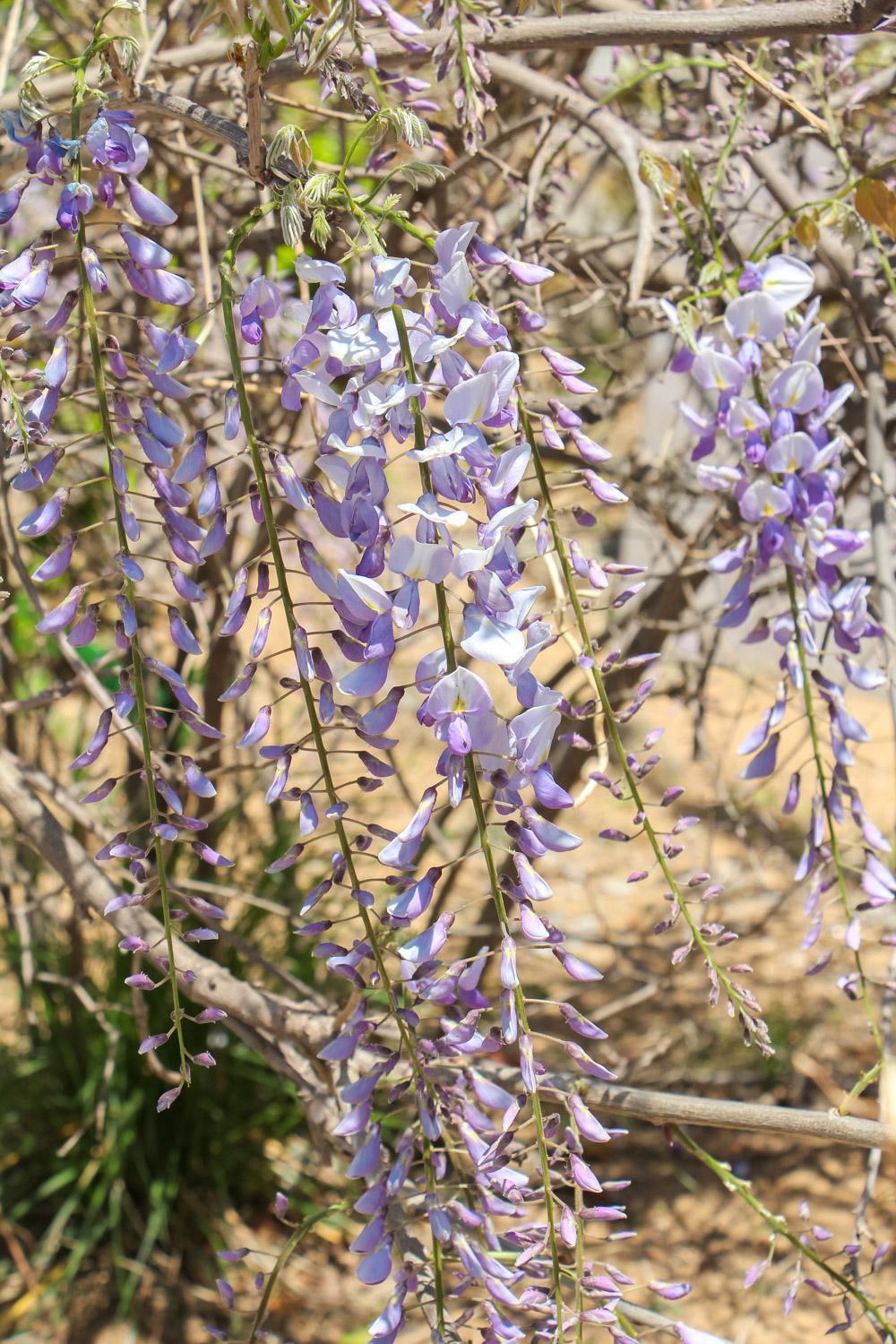 紫丁香是什么植物