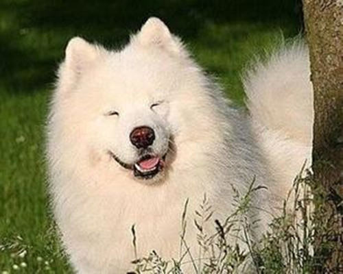 详解狗狗排便后剃脚动作