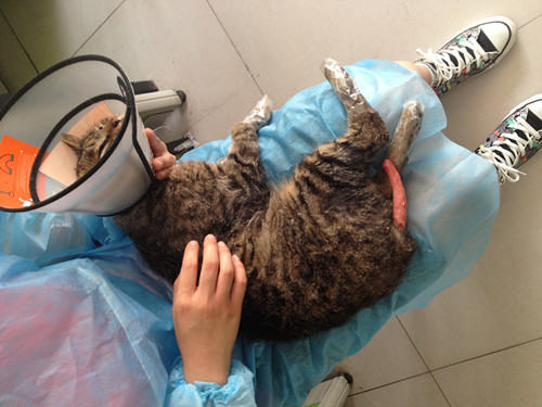 犬猫车祸的代价 犬猫车祸的代价