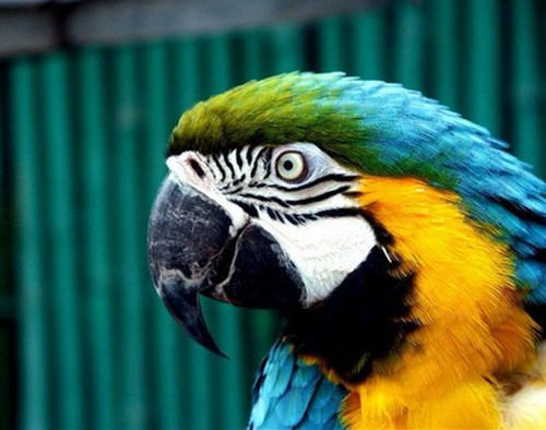 养鸟新手适合饲养的观赏鸟 养鸟新手适合饲养的观赏鸟