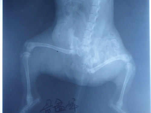 犬猫车祸的代价 犬猫车祸的代价