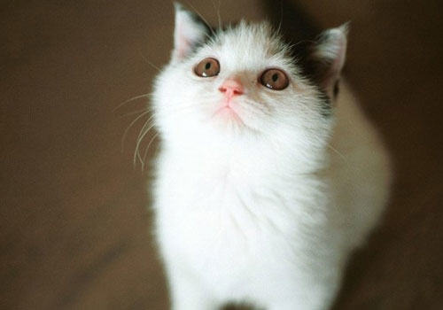 猫咪有哪些超能力？