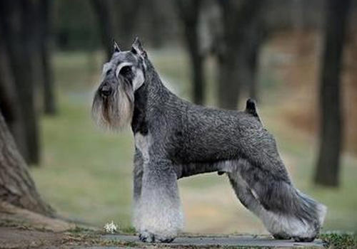 犬非炎症性结肠性腹泻的病因是什么