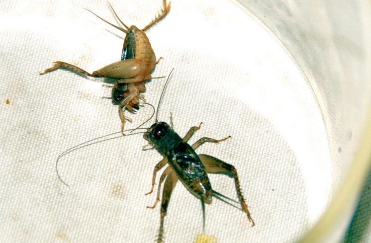 打斗蟋蟀挑选首看头部 打斗蟋蟀挑选首看头部