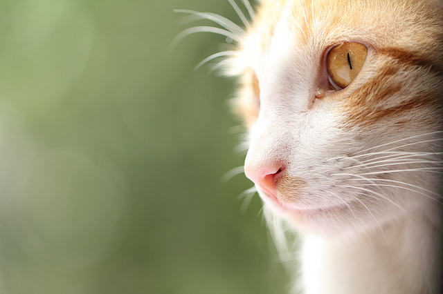 神秘猫咪大揭秘,正确饲养破除迷信 神秘猫咪大揭秘,正确饲养破除迷信
