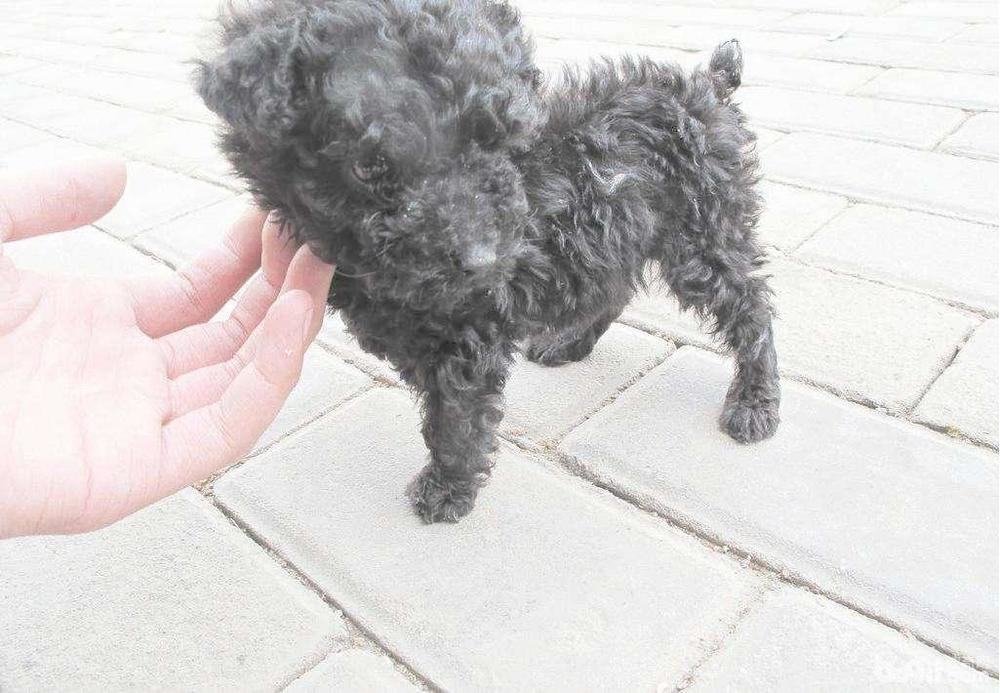 贵宾犬毛发稀疏怎么办？