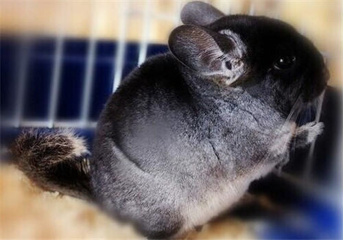 丝绒黑龙猫的生活环境